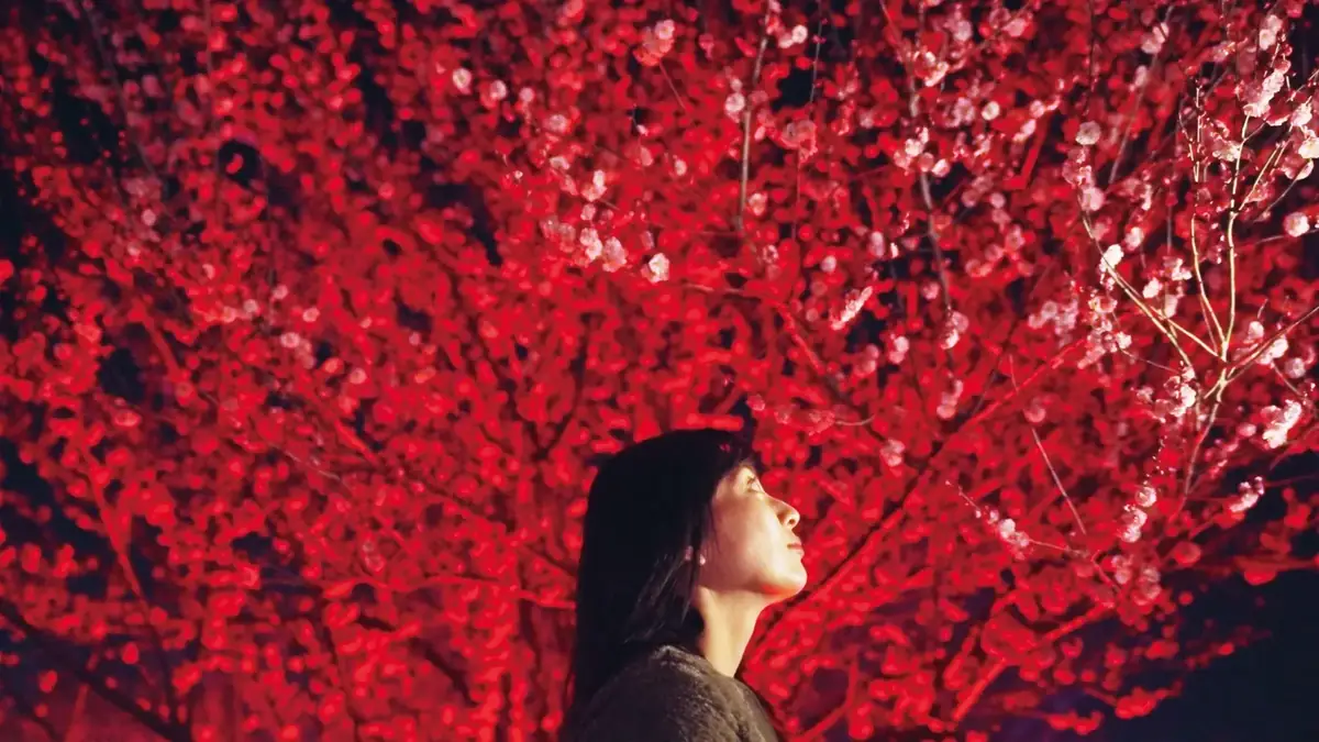 梅の花のライトアップを見上げる来場者