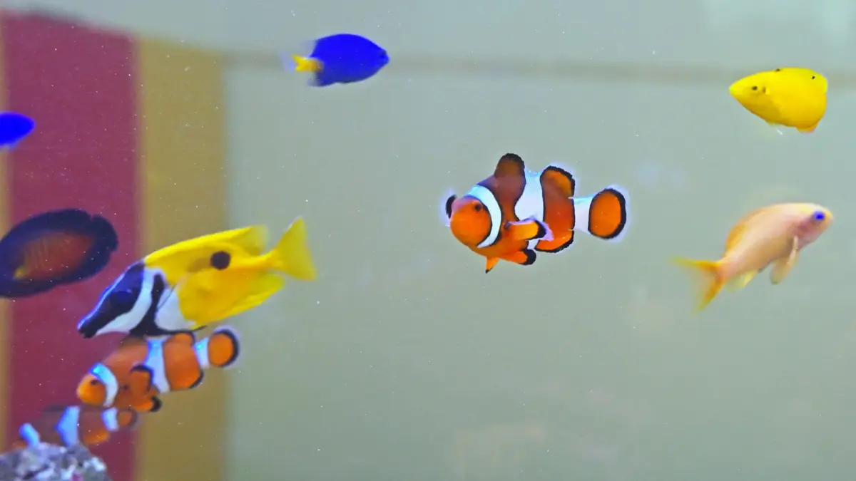 水槽を泳ぐ熱帯魚