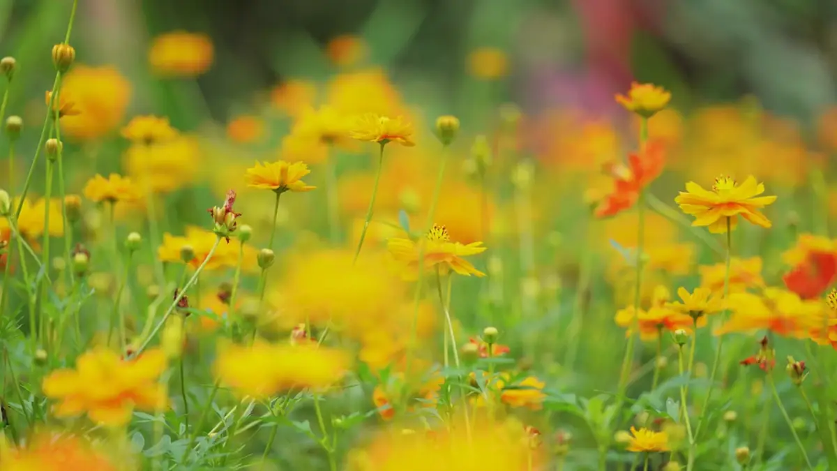 園内に咲くオレンジ色の花