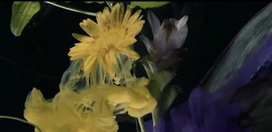 水の中に沈めた花と、落とした絵の具のにじみ。Ink in water（2019）の一コマ